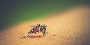 Esto debes saber sobre el dengue