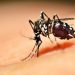 CEPGP- USAT colabora en Proyecto de Investigación sobre Zika