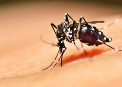 CEPGP- USAT colabora en Proyecto de Investigación sobre Zika
